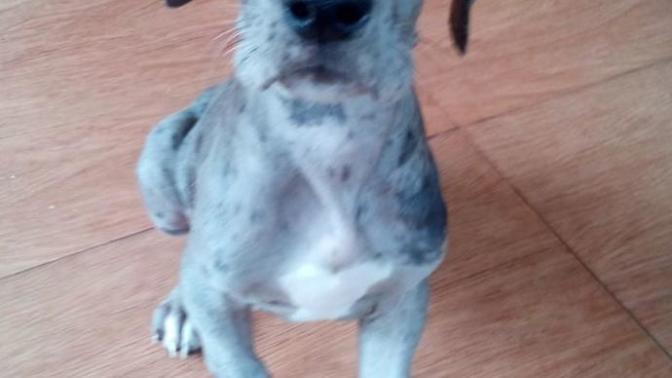 What are your thoughts on my new Great Dane puppy :) ?