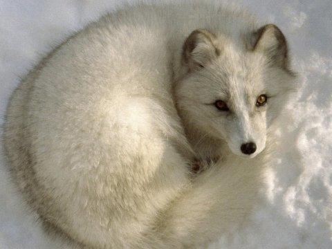 What's your spirit animal?
