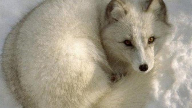 What's your spirit animal?