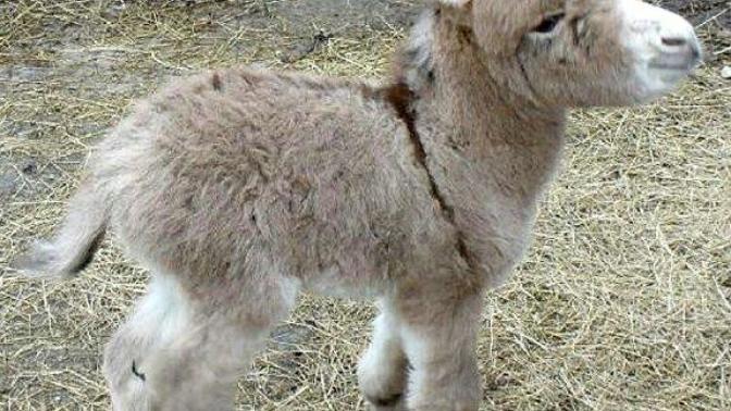Girls, how does my ass look? Is it too small?
