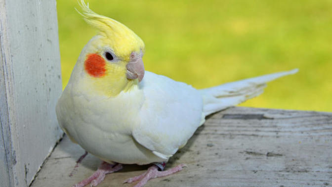 What does it meant to dream of a white with red cheek cockatiles bird and not begin able to tell which one belong to you?