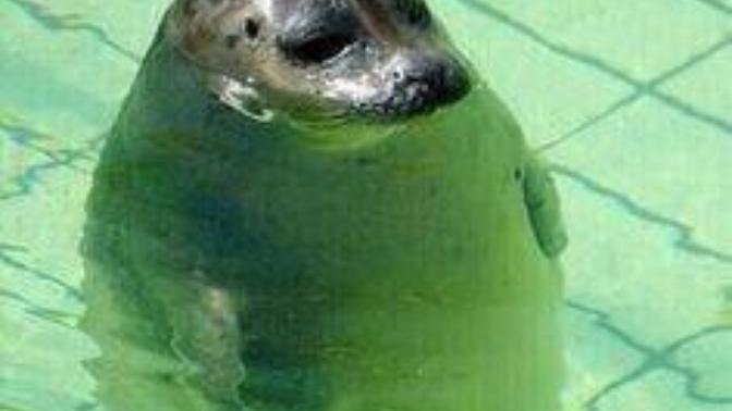 I wanna learn how to swim!! How can I overcome my fear of (a pool of) water?