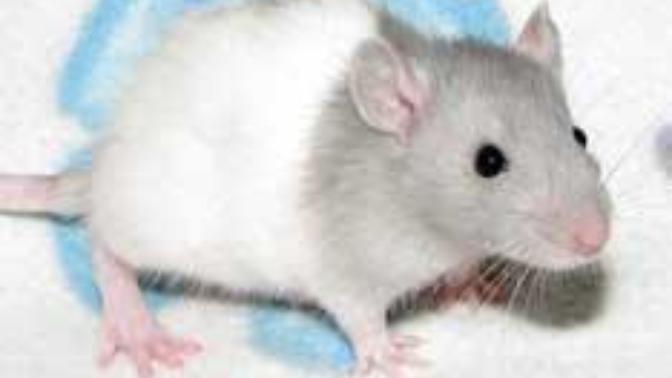 What are 2 great rat names?