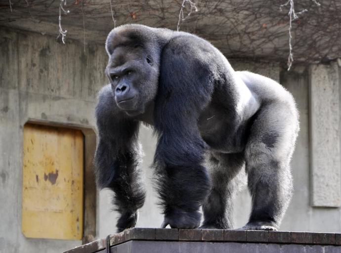 Hey Girls! Do you feel intense physical attraction seeing this manly Gorilla?