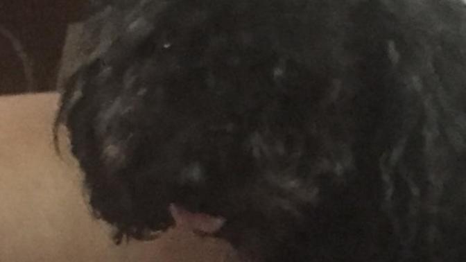 What's your favorite breed of dog?