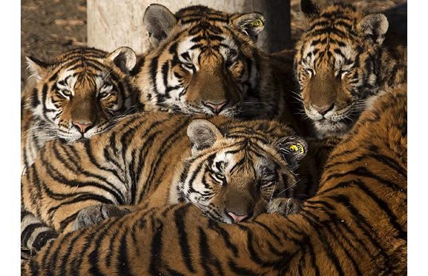 50 Baboons vs 5 Tigers, who wins?