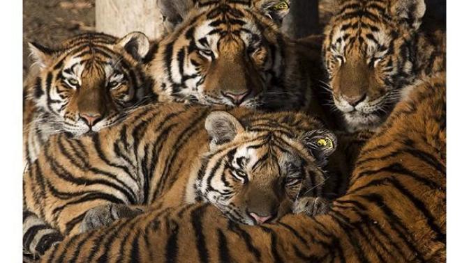 50 Baboons vs 5 Tigers, who wins?