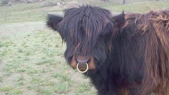 Why so many girls are having nose piercing?