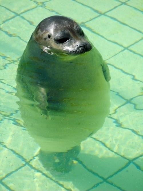 Do you like chubby seals?