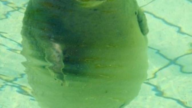 Do you like chubby seals?