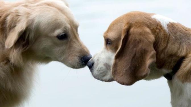 What animal are you when you fall in love (QUIZ)?