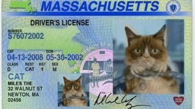 I got my driving license today, how do I look in my driving license photo?