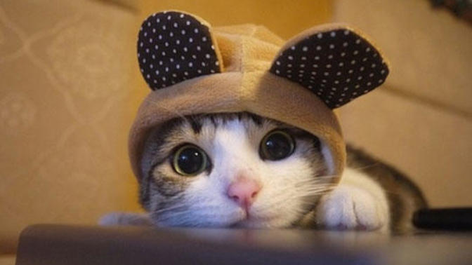 What does ''Cute'' mean?