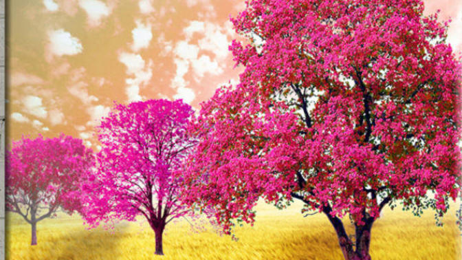 (Quiz) Choose a tree and see what it reveals about you?