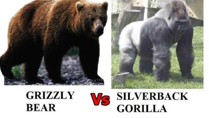 Which would win: Grizzly vs Gorilla? Lion vs Tiger?