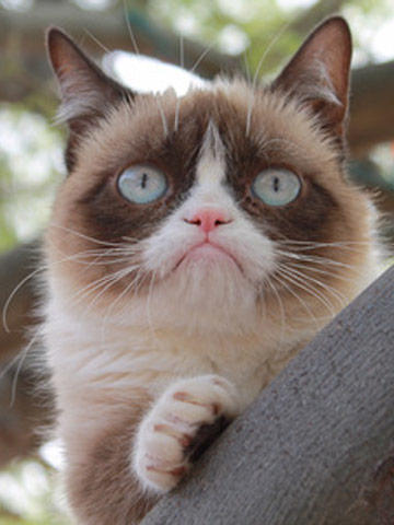 Dog Vs Cat Facebook Poll Dog Vs Cat Facebook Poll