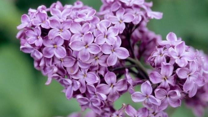(QUIZ) What does your favourite flower say about you?