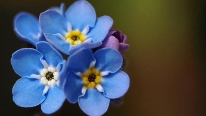 What does your fave flower says about you (QUIZ)?