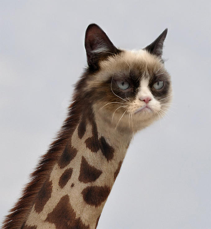 What would you do if you were a giraffe for one day?