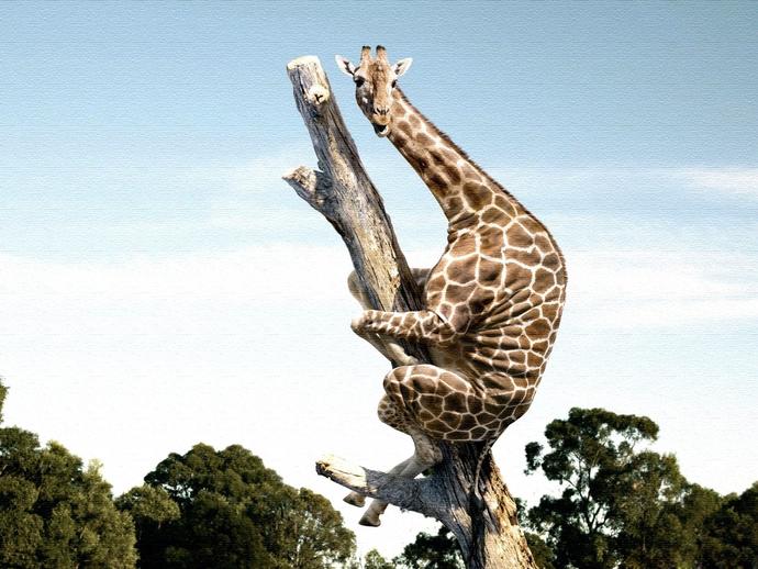 What would you do if you were a giraffe for one day?