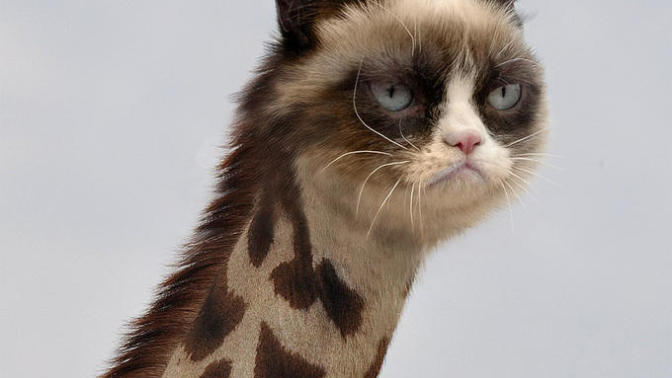 What would you do if you were a giraffe for one day?