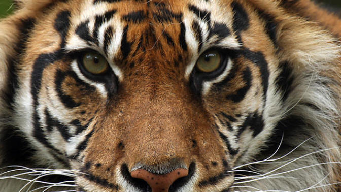 What is your spirit animal (QUIZ)?
