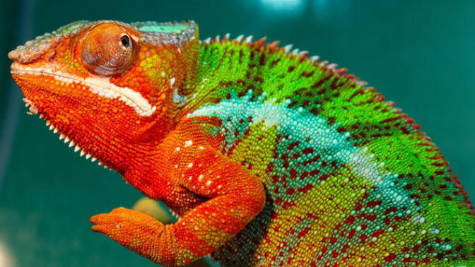 (Quiz) What's your animal superpower?