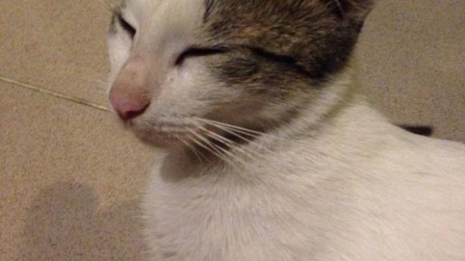 Cat lover, I have a question?