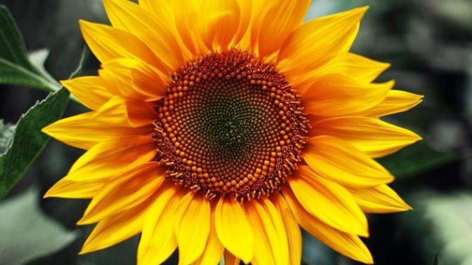 (QUIZ) What is your signature flower?