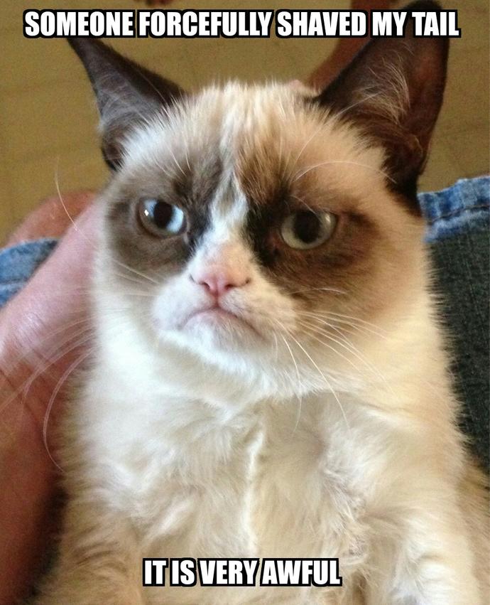 Would you date a cat with shaved tail? Someone forcefully did it and now I am very insecure about it?