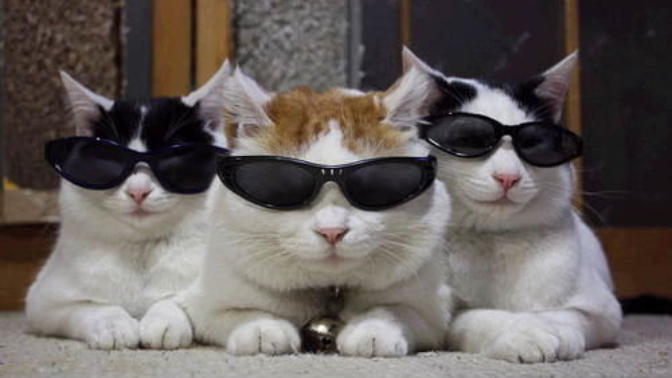 What would be YOUR reaction to seeing a CAT waltzing around with Sunglasses on?