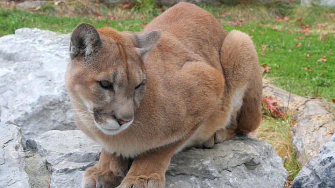 (Quiz) Which Canadian animal matches your zodiac sign?
