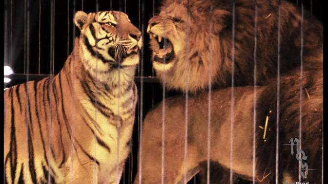 Why is Lion king of the Jungle and not Tiger?