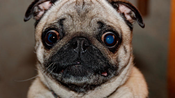 Are pugs cute or ugly?