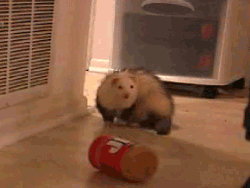 Would you ever put peanut butter on your feet?