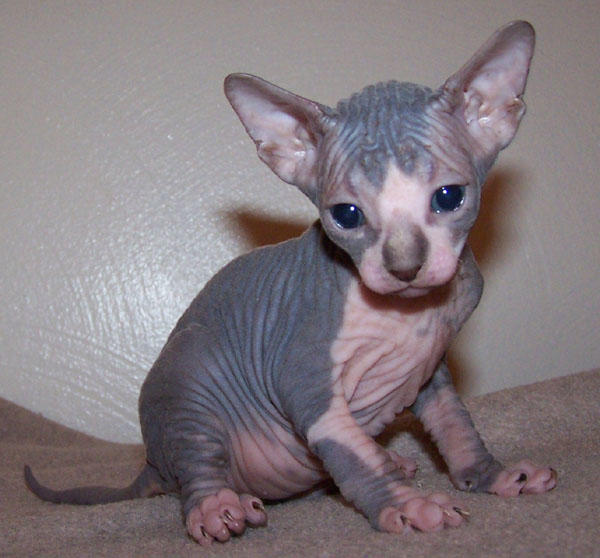 Do you think a Sphynx cat would be an ugly pet to have?