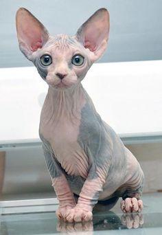Do you think a Sphynx cat would be an ugly pet to have?