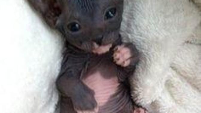Do you think a Sphynx cat would be an ugly pet to have?