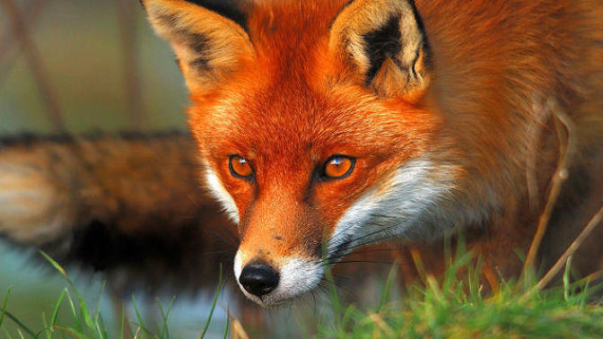 (Quiz) What's your Appalachian spirit animal?