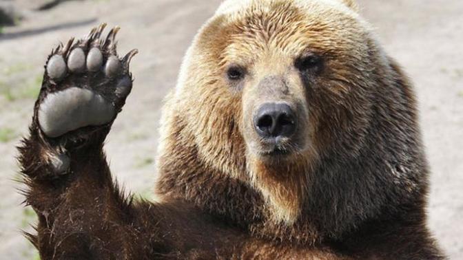 Would you save a bear cub in mortal danger if the mother was around and it would die if not saved?