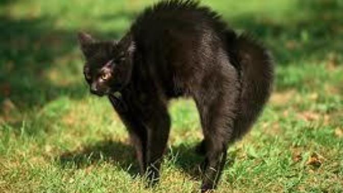 Why does my black cat arch is back?