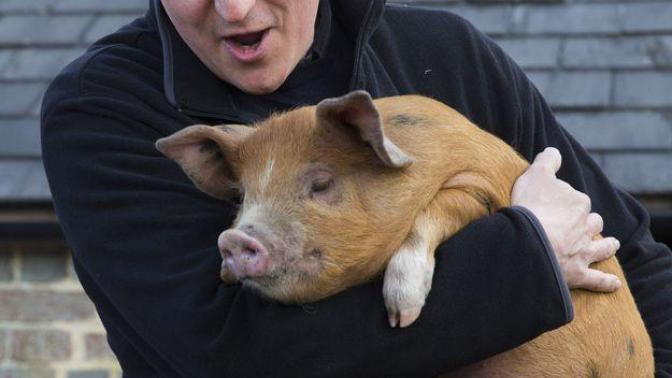 So the British Prime Minister stuck his dick in a pig, thoughts?