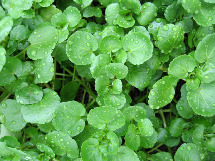 have you ever tried watercress?