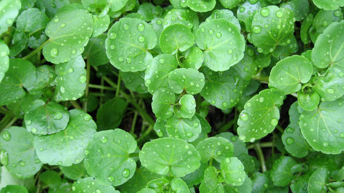 Have you ever tried watercress?