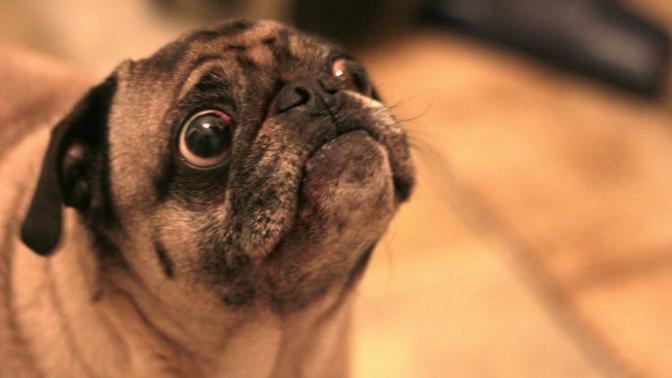 Are some animals so ugly that they are cute?