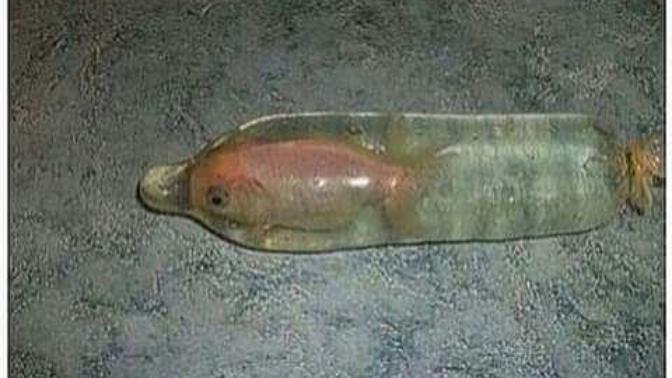 Yes this is a serious question. Do fish pee?