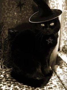 Evil WITCH CAT has just turned you into a slimy toad! What do you do?