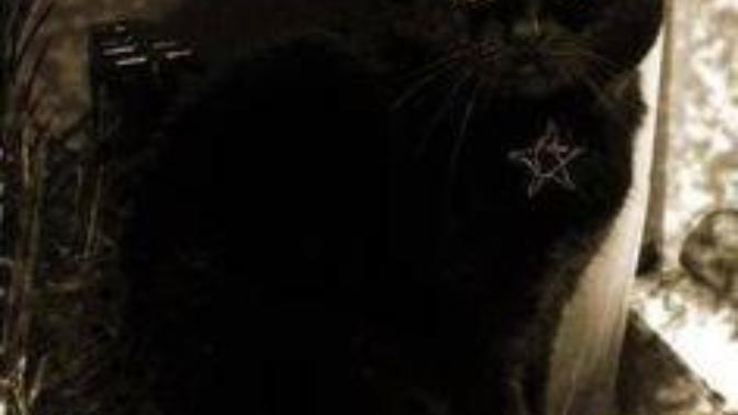 Evil WITCH CAT has just turned you into a slimy toad! What do you do?