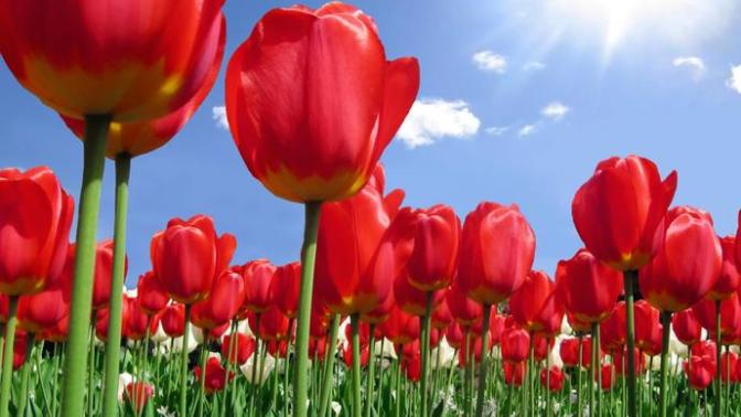 Favorite flower?