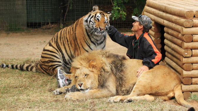 WHO would win Tiger vs Lion?